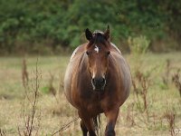 Les chevaux de Jean-Pierre